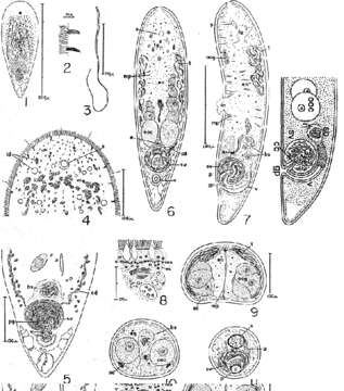 Image of Otocelis luteola (Kozloff 1965)