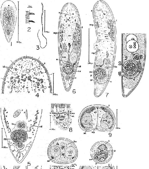 Image of Otocelis luteola (Kozloff 1965)