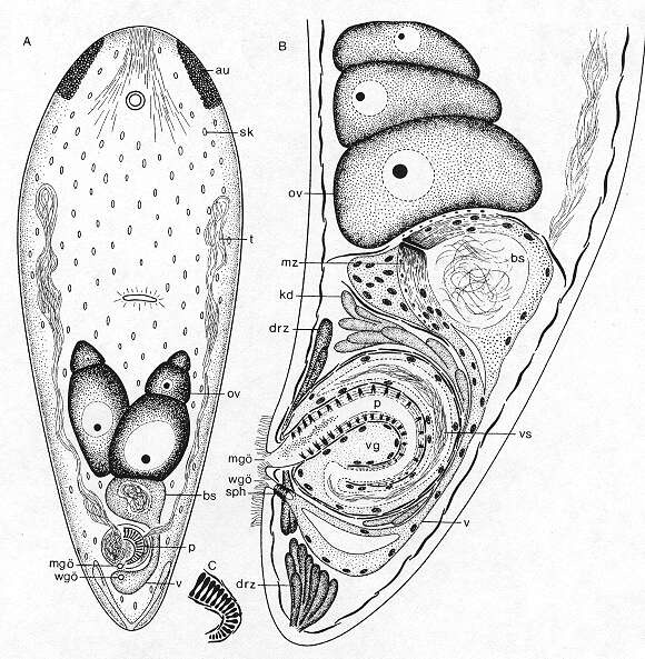 Image of Otocelis phycophilus Ehlers & Dörjes 1979