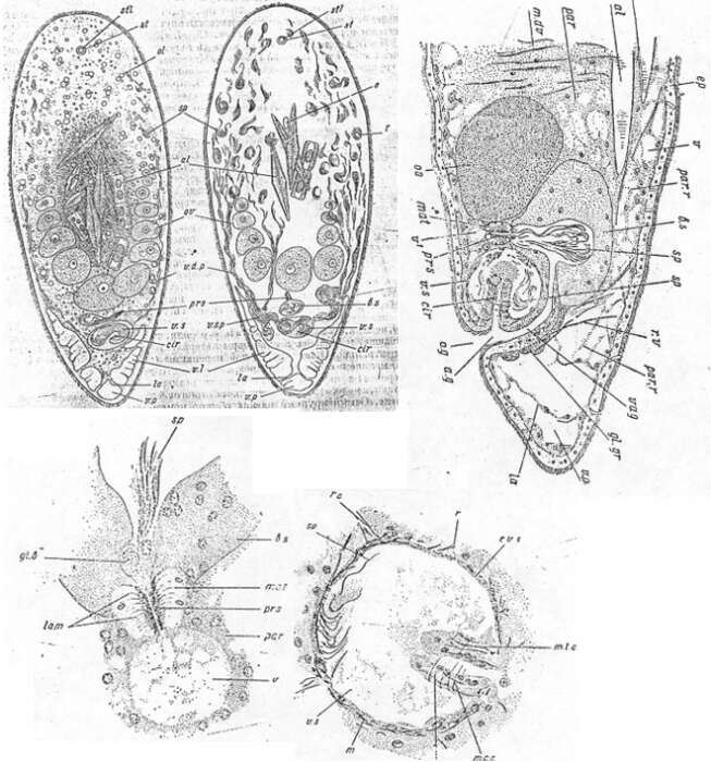 Imagem de Otocelis sachalinensis Ivanov 1952