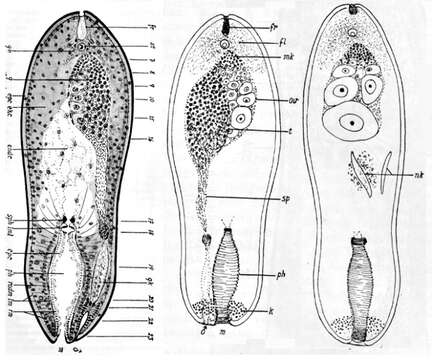 Image de Diopisthoporidae