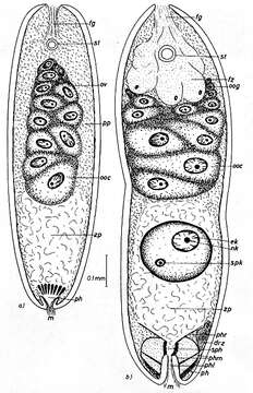 Image of Diopisthoporidae