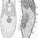 Image of Hallangia proporoides Westblad 1946
