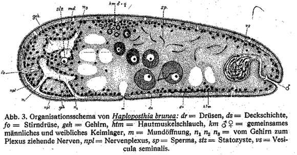 Image of Haploposthia brunea An Der Lan 1936