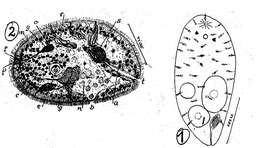 Imagem de Haploposthia microphoca Marcus 1950