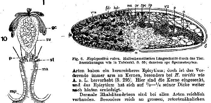 Image of Haploposthia rubra (An der Lan 1936)