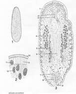 Image of Afronta aurantiaca Hyman 1944