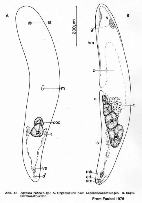 Image de Afronta