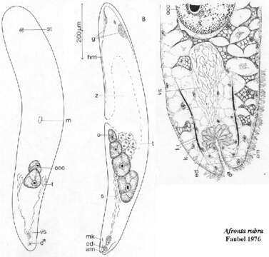 Image of Afronta