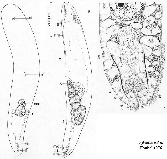 Image of Afronta