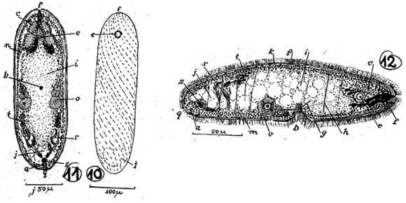 Image of Kuma brevicauda Marcus 1950