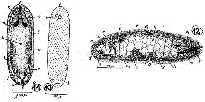 Image of Kuma brevicauda Marcus 1950