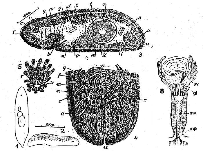 Image of Kuma albiventer (Marcus 1954)