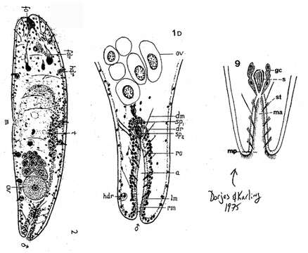 Image of Kuma monogonophora (Westblad 1946)