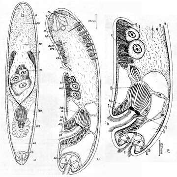 Image of Adenocauda