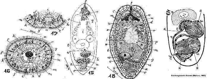 Image de Deuterogonaria thauma (Marcus 1952)