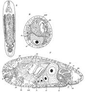 Image de Haplogonaria arenaria (Ax 1959)