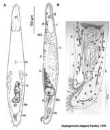 Image de Haplogonaria elegans Faubel 1976