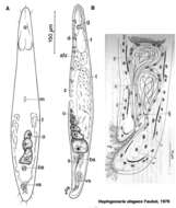 Imagem de Haplogonaria elegans Faubel 1976