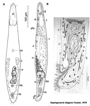 Image de Haplogonaria elegans Faubel 1976