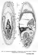 Image de Haplogonaria glandulifera Dörjes 1968