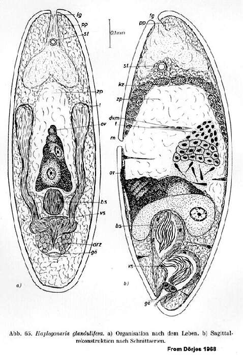 Imagem de Haplogonaria glandulifera Dörjes 1968