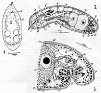 Image of Haplogonaria idia (Marcus 1954)