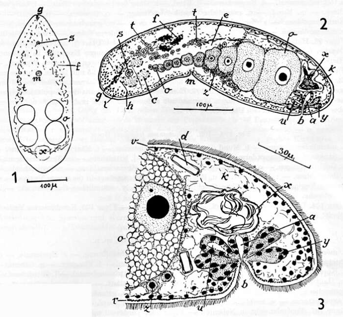 Imagem de Haplogonaria idia (Marcus 1954)