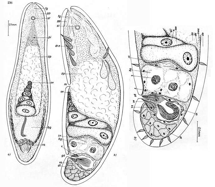 Imagem de Haplogonaria macrobursalia Dörjes 1968