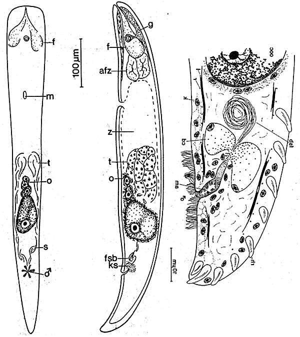 Image of Parahaploposthia brunea Faubel 1976