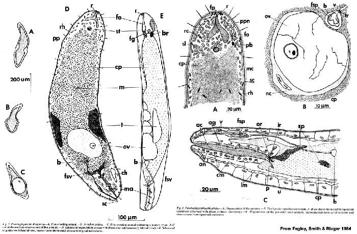 Image of Parahaploposthia thiophilus Fegley, Smith & Rieger 1984