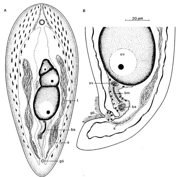 Image of Pseudohaplogonaria minima Ehlers & Dörjes 1979