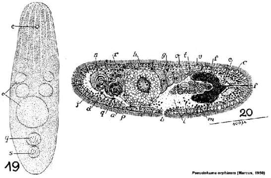 Image of Pseudokuma