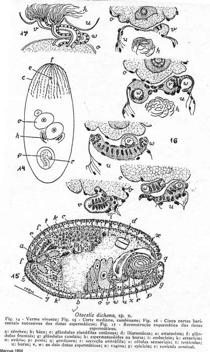 Image of Haplocelis