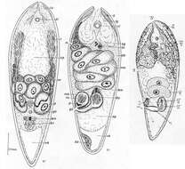 Image de Notocelis