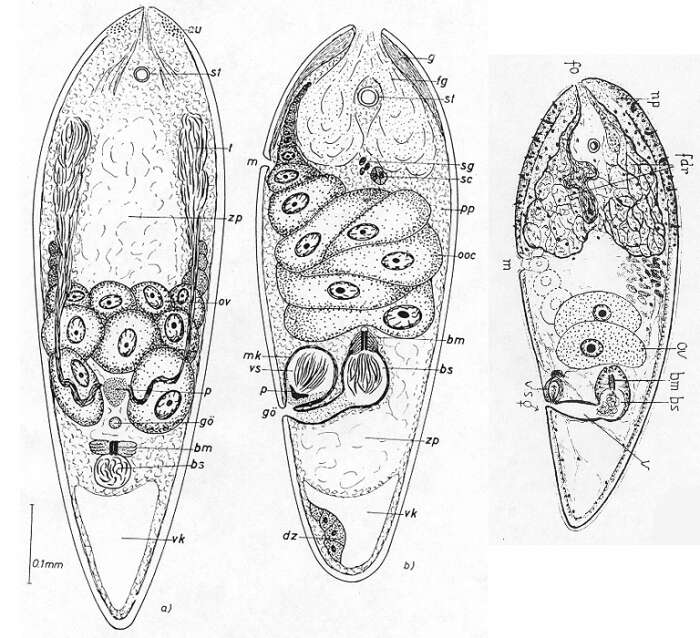 Image of Notocelis