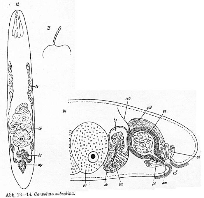 Image de Notocelis subsalina (Ax 1959)