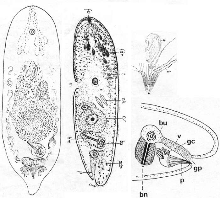 Sivun Philocelis kuva