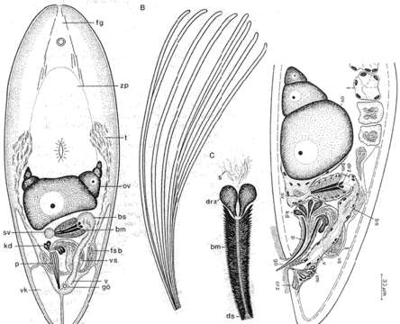 Imagem de Philocelis karlingi pacifica Ehlers & Doerjes 1979