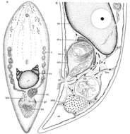 Image of Otocelididae
