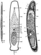 Sivun Paratomella unichaeta Dörjes 1966 kuva