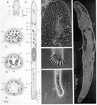 Image of Hesiolicium