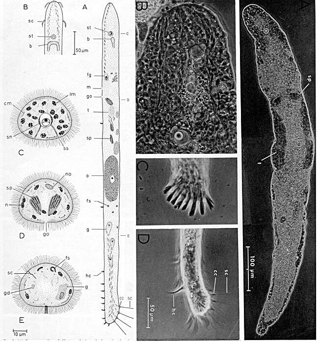 Image of Hesiolicium