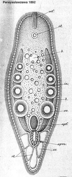 Image de Nadina pulchella Uljanin 1870