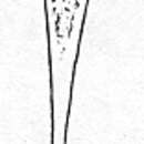 Image of Mecynostomum filiferum Ax 1963