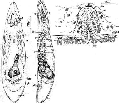 Image of Mecynostomum predatum Faubel 1976