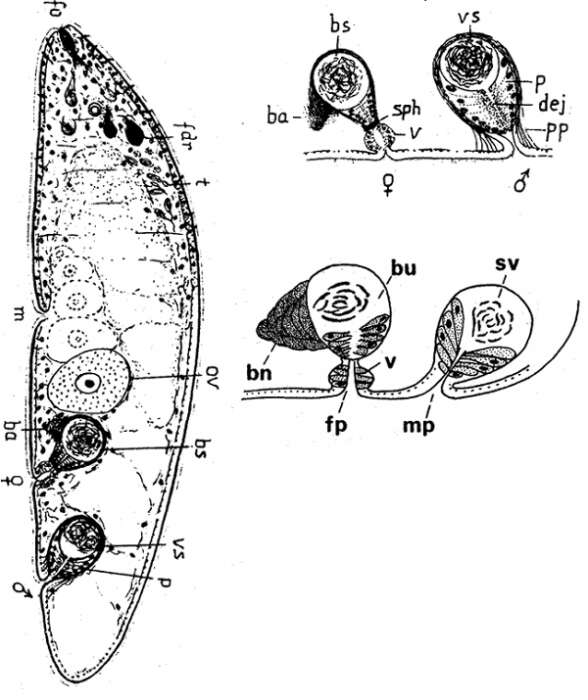 Image of Paramecynostomum