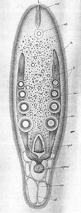 Image of Paramecynostomum