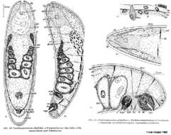 Image de Pseudmecynostomum pelophilum Dörjes 1968