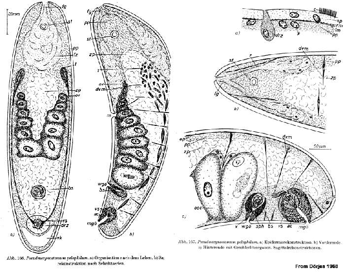 Image of Pseudmecynostomum pelophilum Dörjes 1968